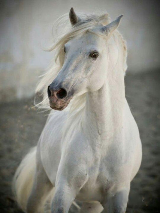Horse | Diamond Painting
