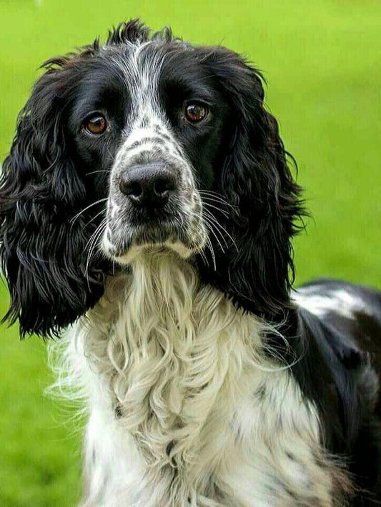 English Springer Spaniel Dog | Diamond Painting