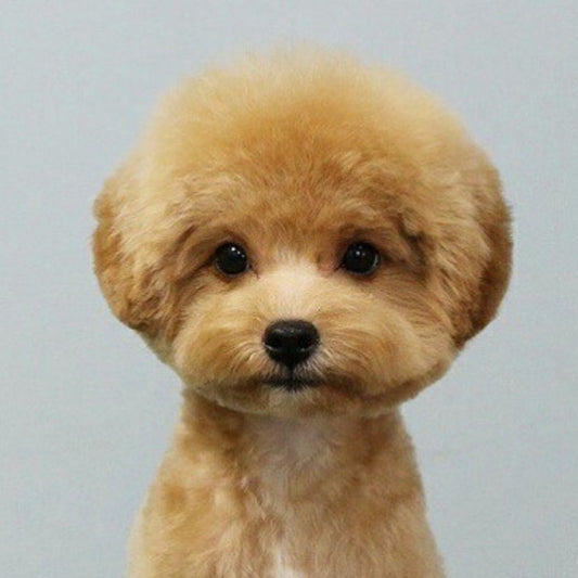 Poodle Dog | Diamond Painting
