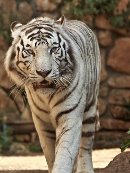 White Tiger | Diamond Painting