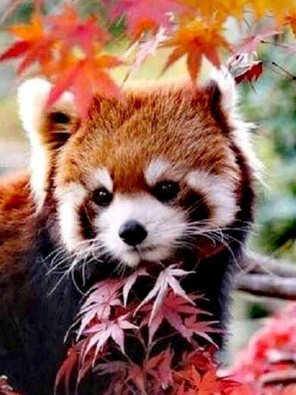 Red Panda | Diamond Painting