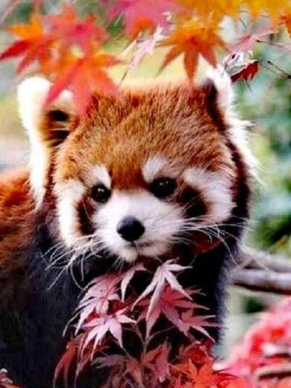Red Panda | Diamond Painting