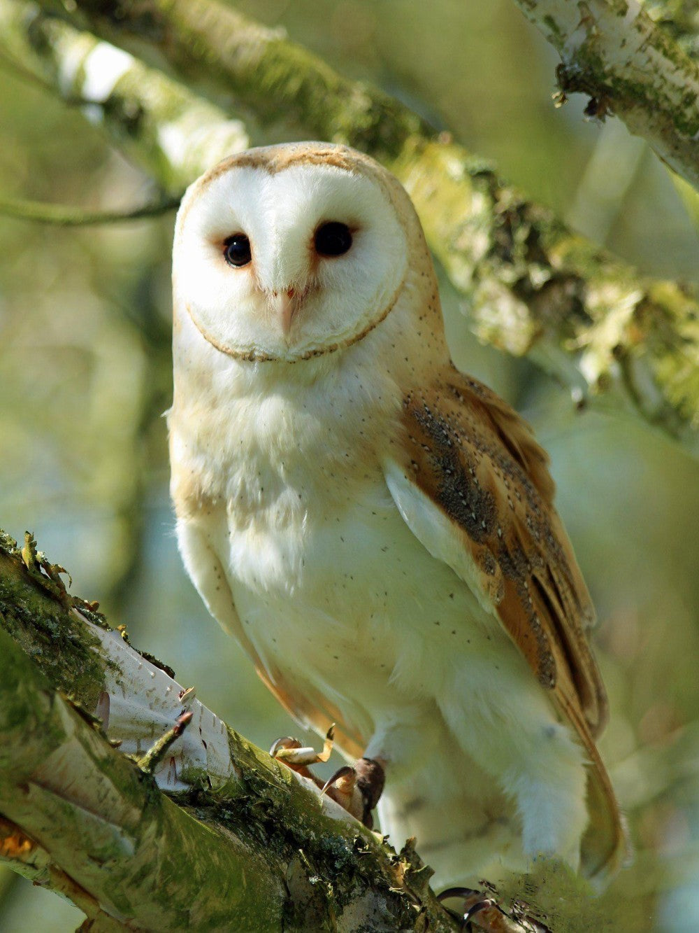 Barn Owl | Diamond Painting