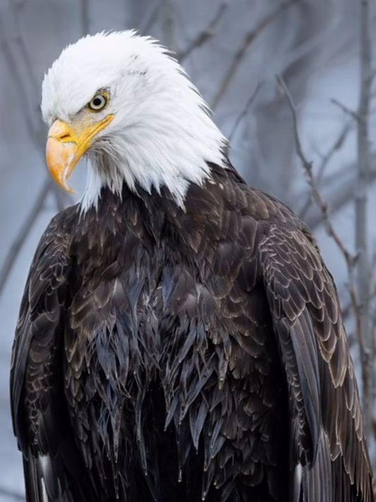 Eagle | Diamond Painting