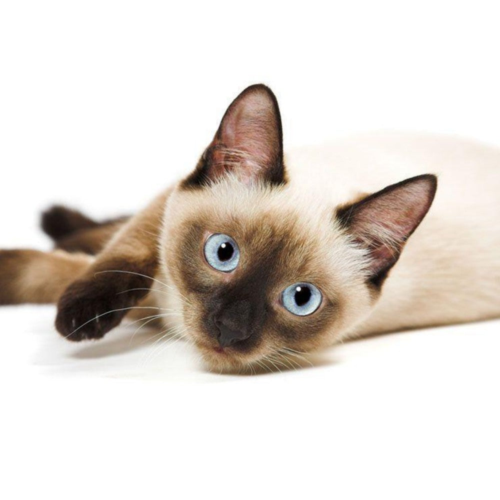 Siamese Cat | Diamond Painting