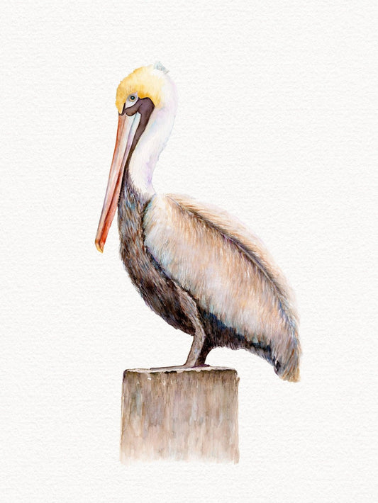 Pelican | Diamond Painting