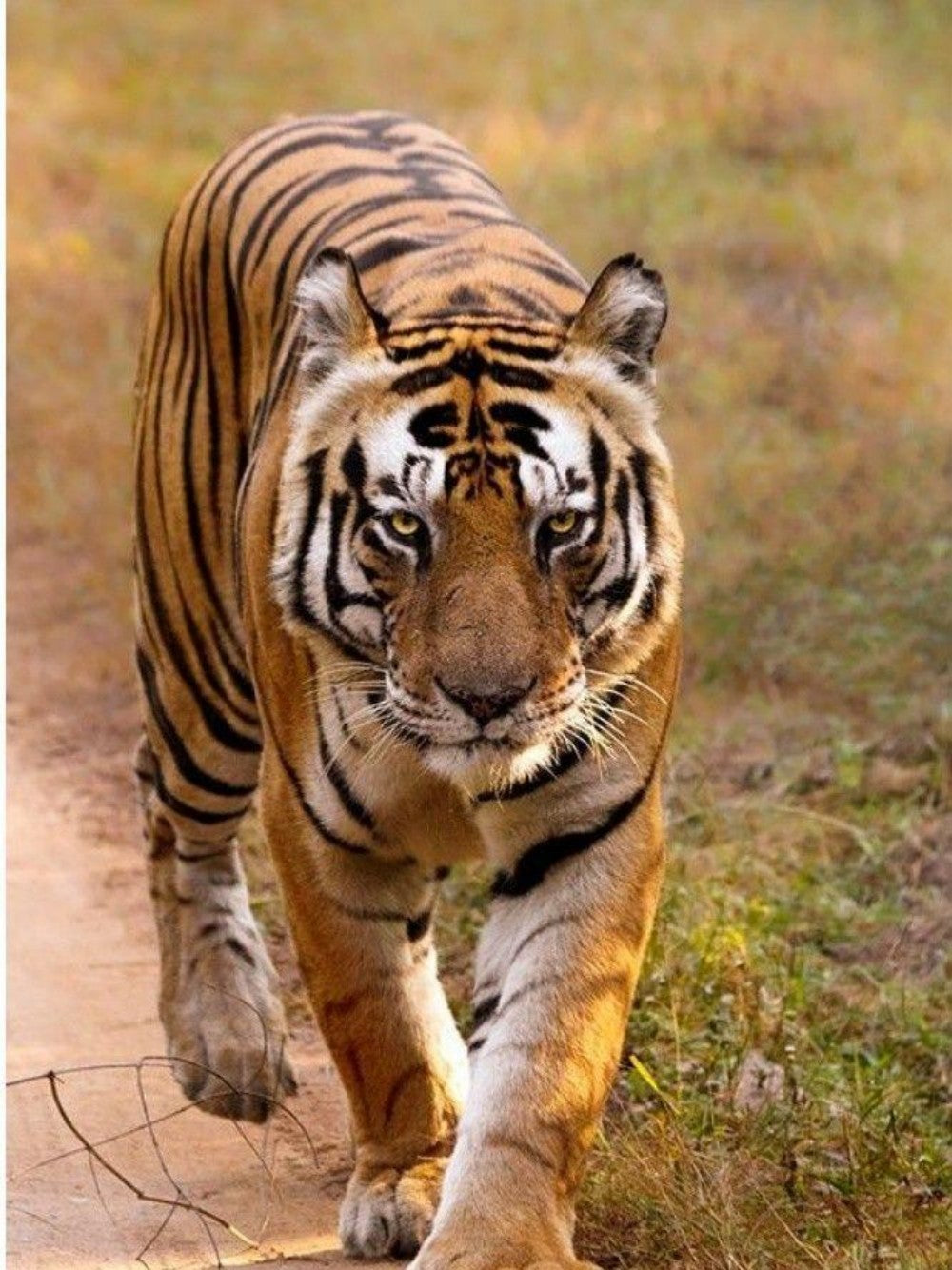 Bengal Tiger | Diamond Painting