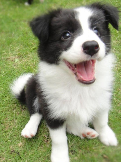 Dog Border Collie | Diamond Painting