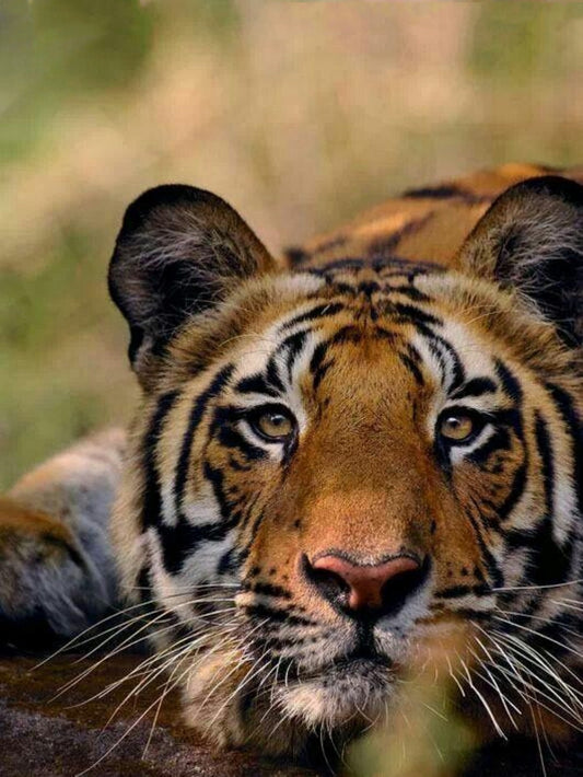 Bengal Tiger | Diamond Painting