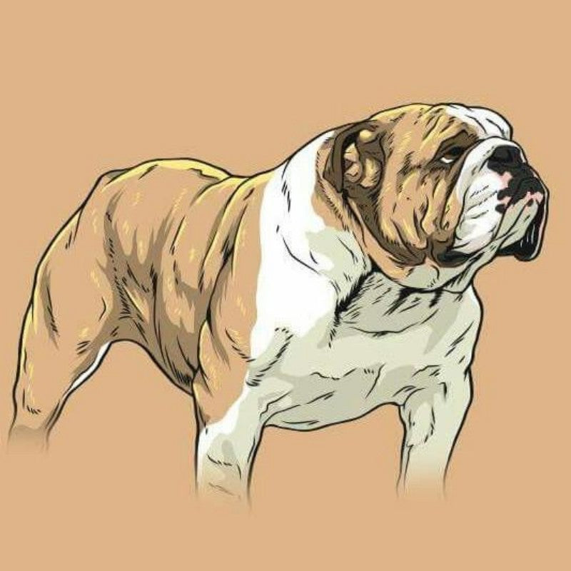 Dog English Bulldog | Diamond Painting