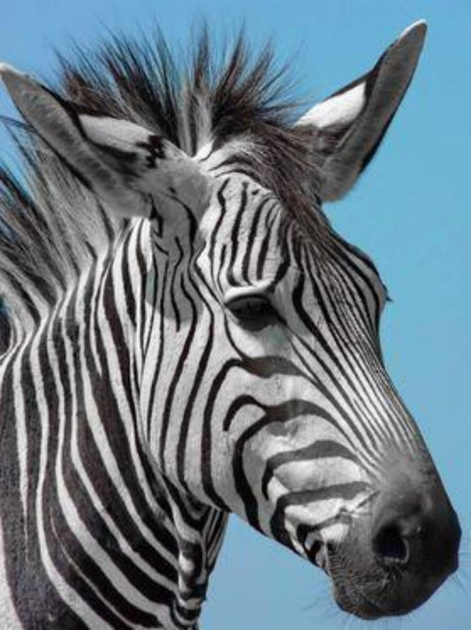Zebra | Diamond Painting