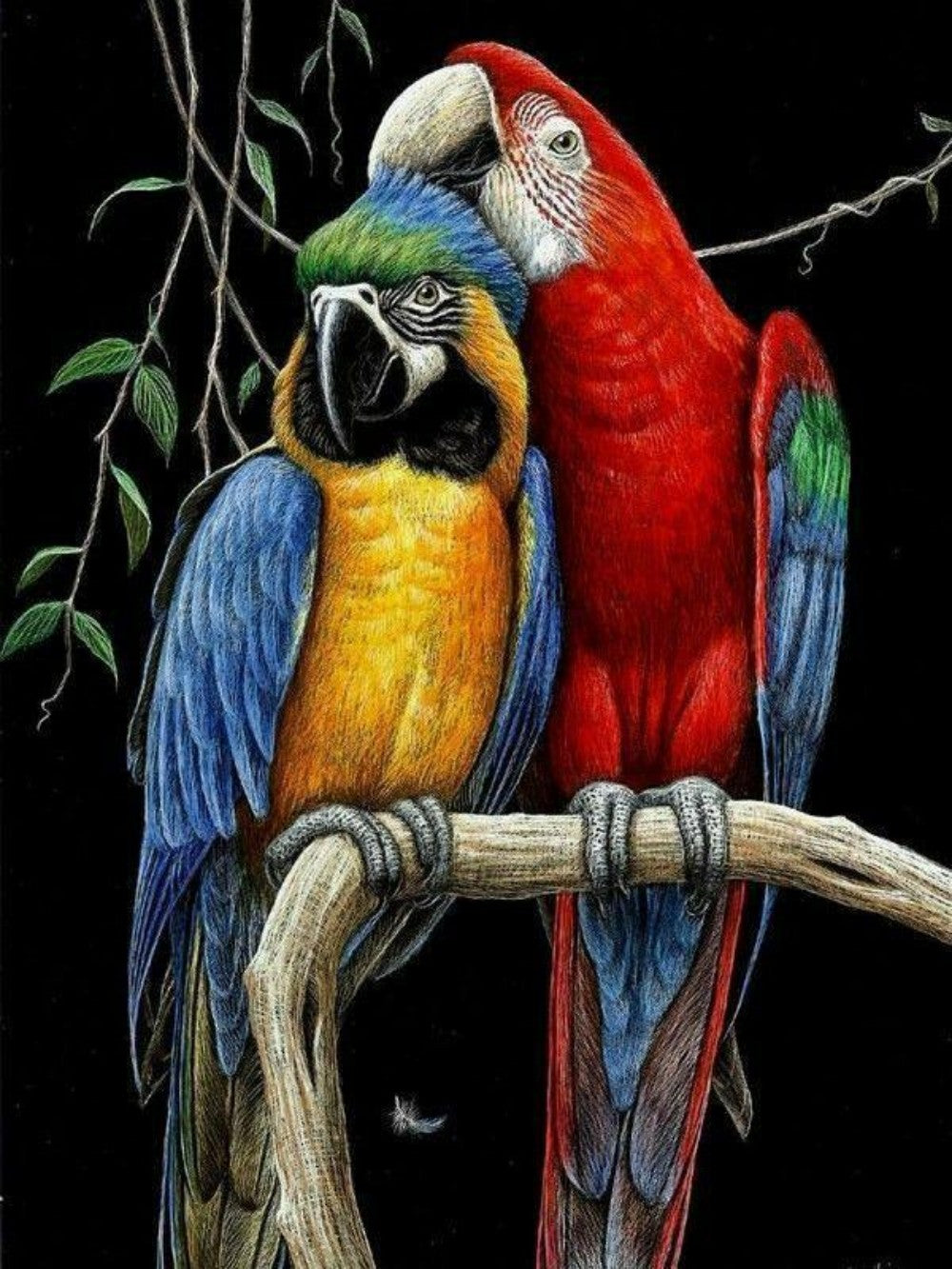 Macaw | Diamond Painting