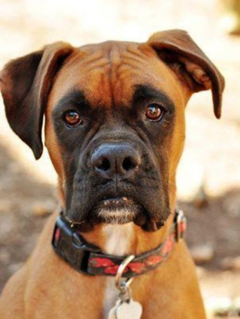 Boxer Dog | Diamond Painting