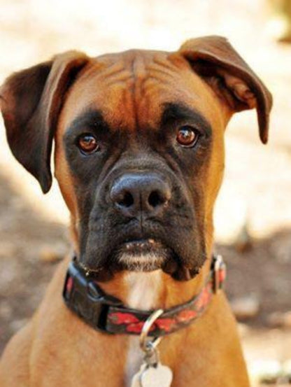 Boxer Dog | Diamond Painting