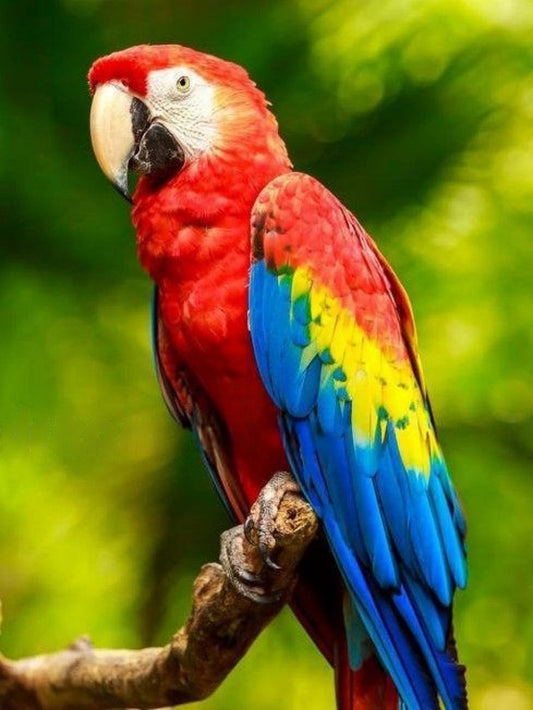 Macaw | Diamond Painting