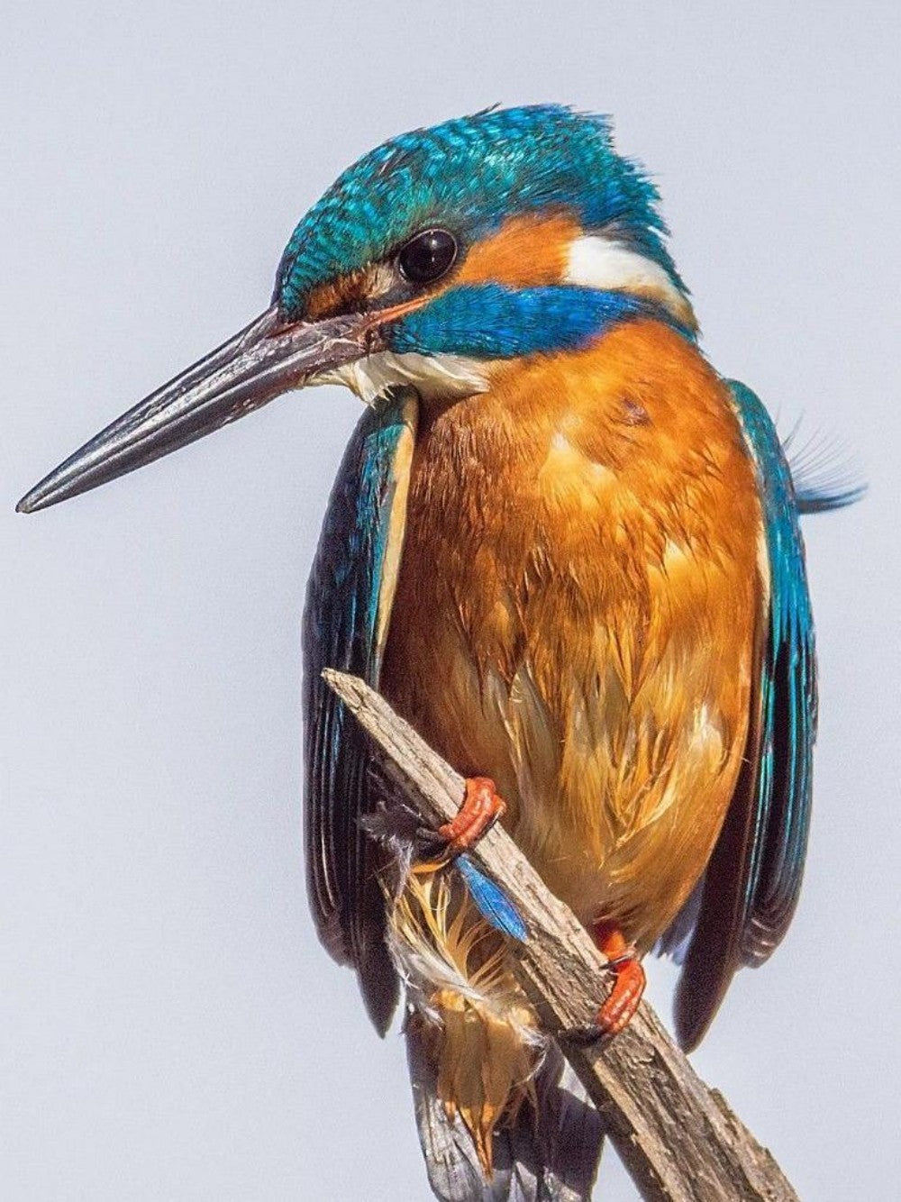 Kingfisher | Diamond Painting