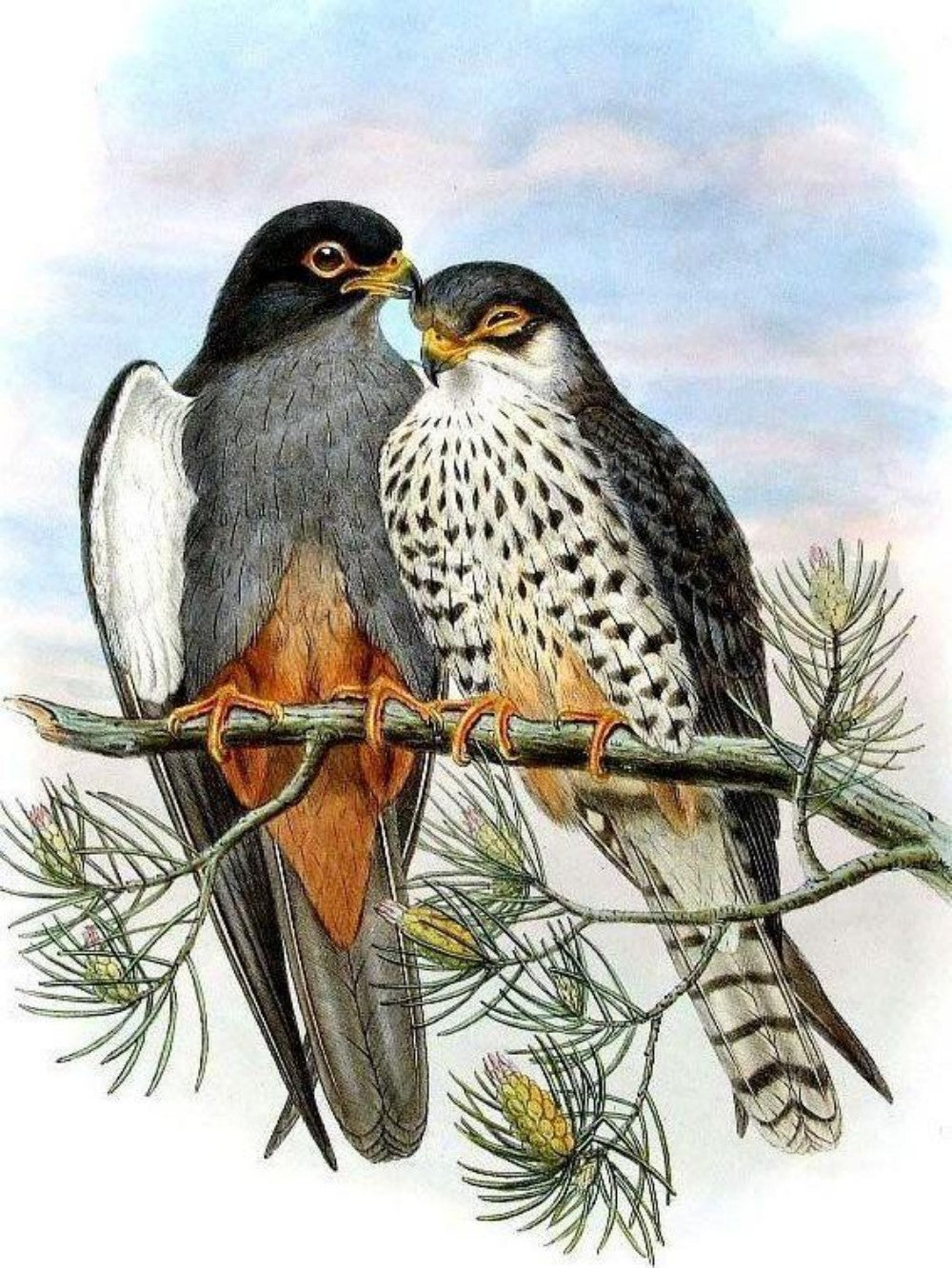 Falcon | Diamond Painting