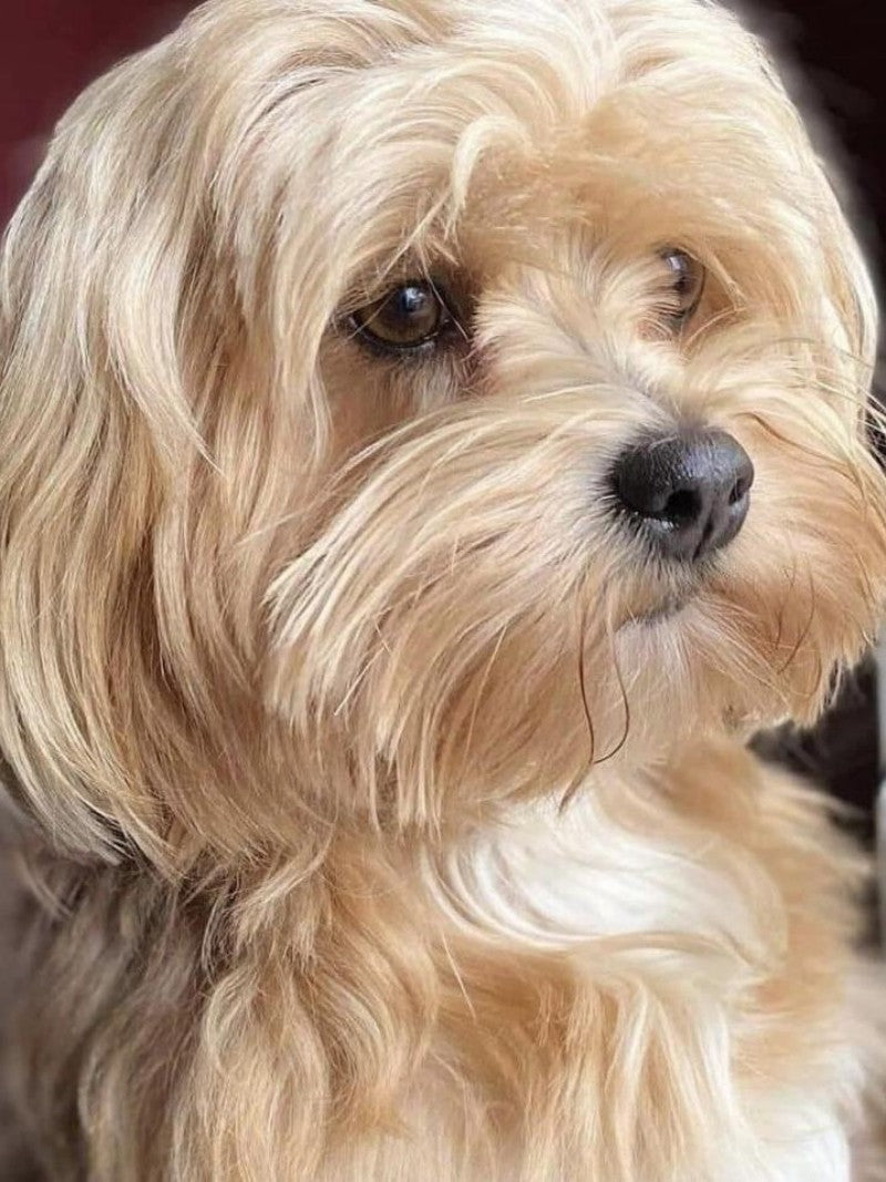 Havanese Dog | Diamond Painting