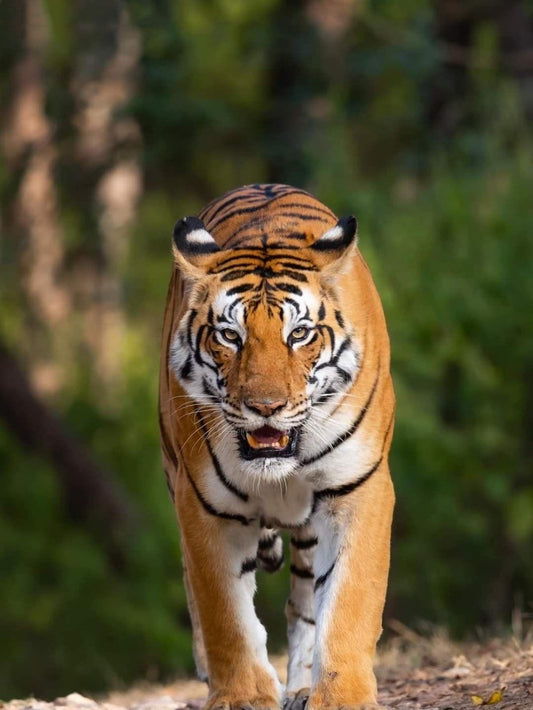 Bengal Tiger | Diamond Painting