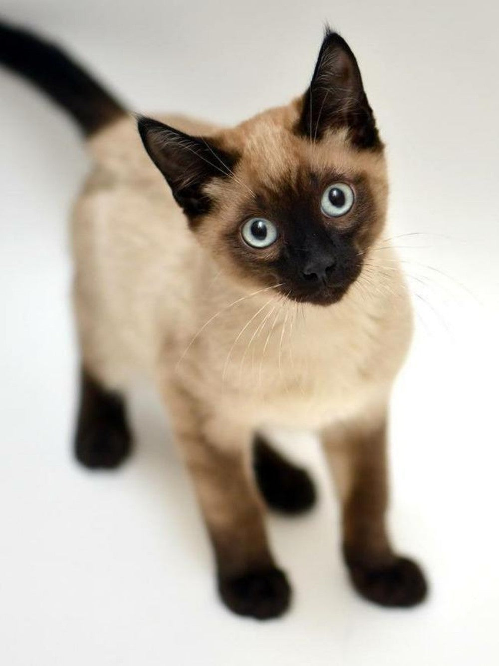 Siamese Cat | Diamond Painting