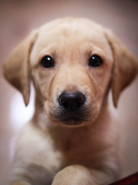 Yellow Labrador Dog | Diamond Painting
