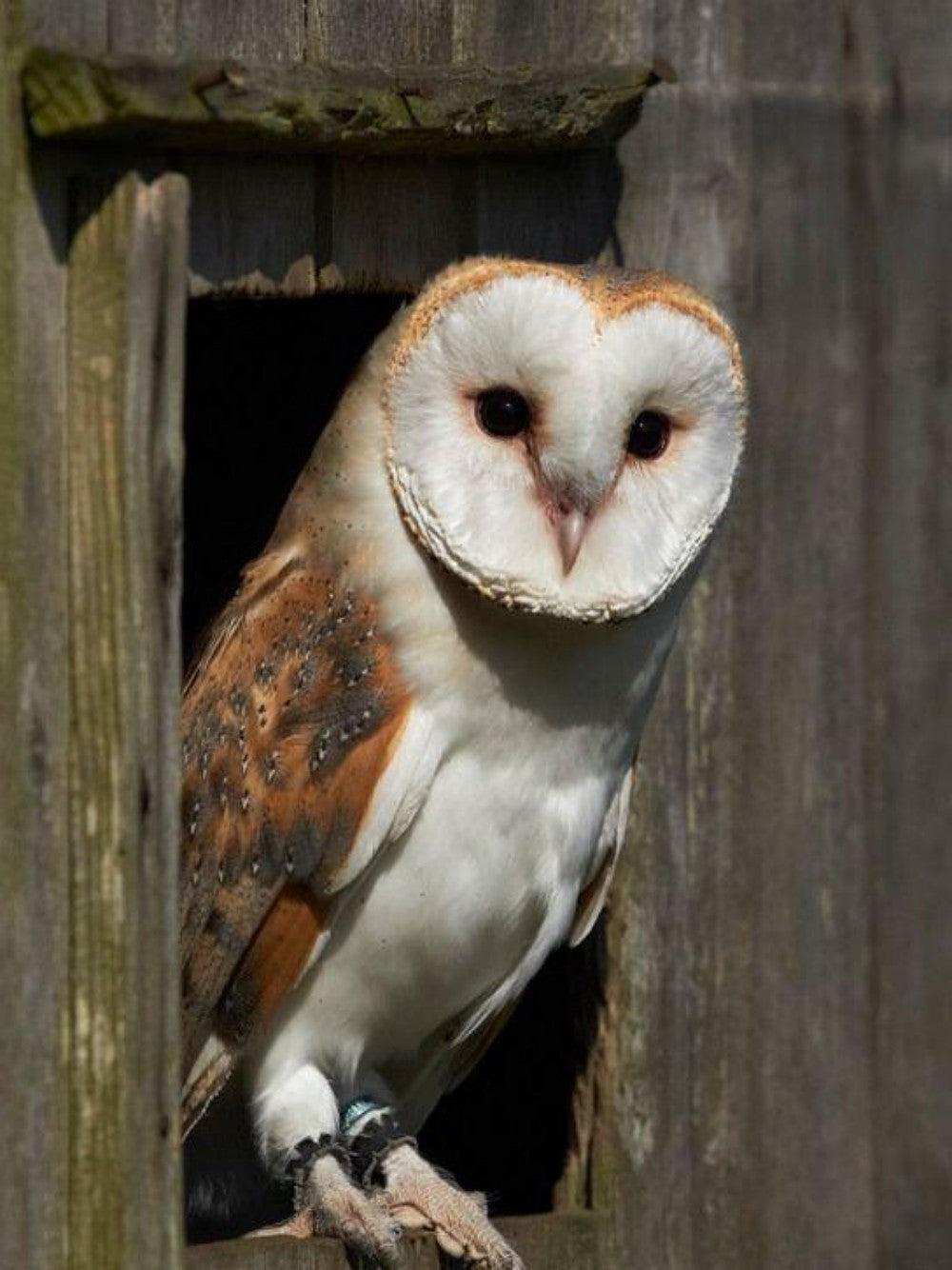 Barn Owl | Diamond Painting