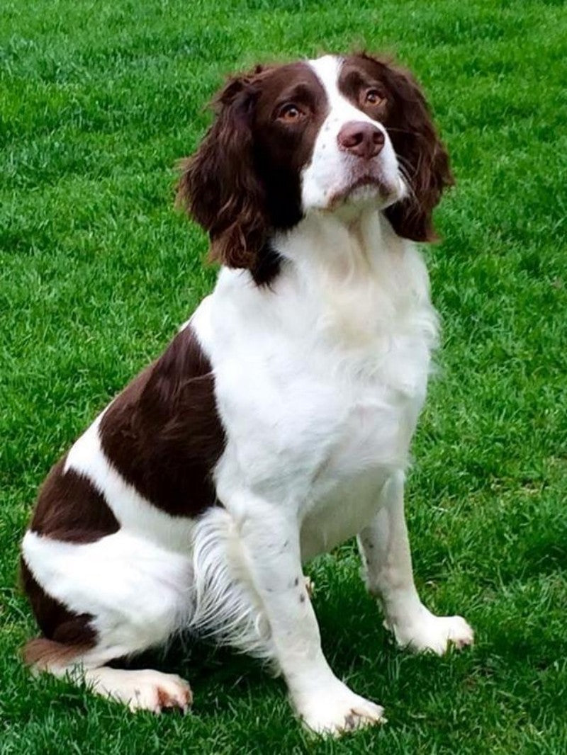 English Springer Spaniel Dog | Diamond Painting