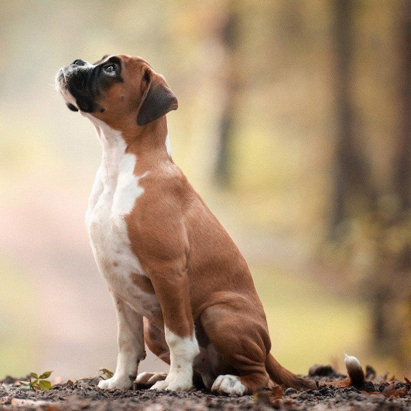 Boxer Dog | Diamond Painting