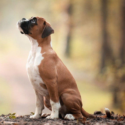 Boxer Dog | Diamond Painting