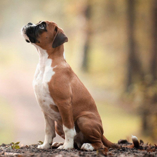 Boxer Dog | Diamond Painting