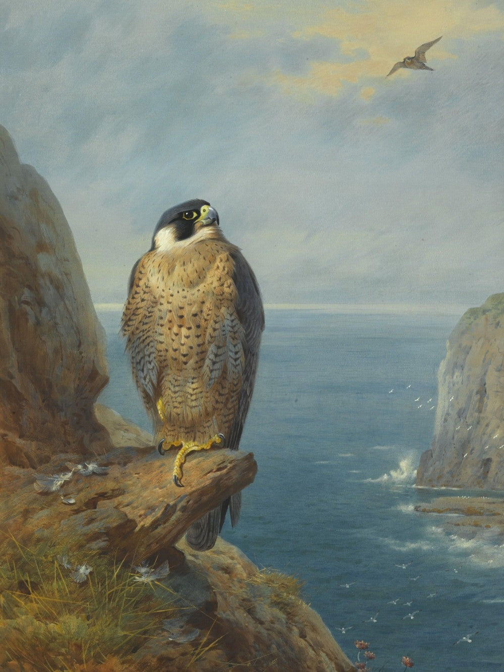 Falcon | Diamond Painting