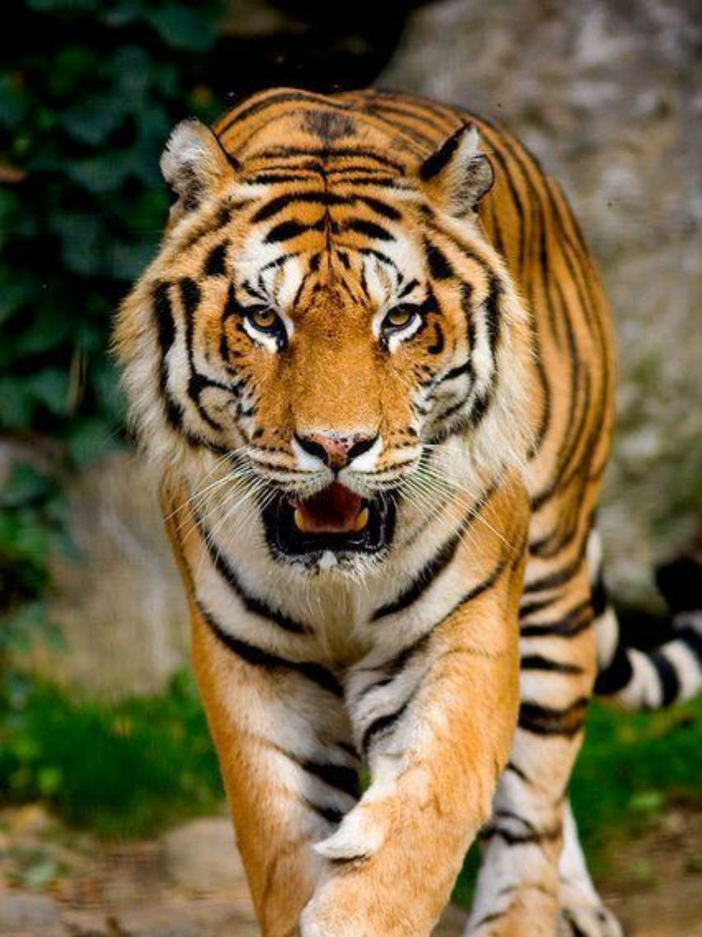 Bengal Tiger | Diamond Painting