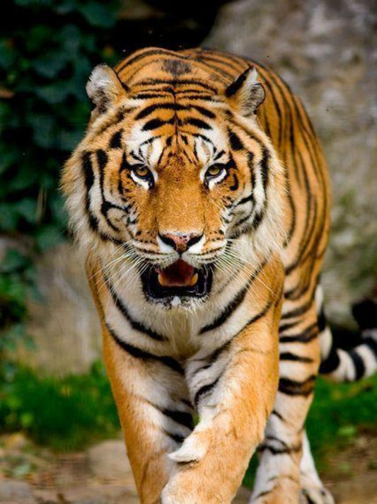 Bengal Tiger | Diamond Painting