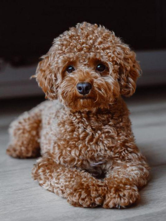 Poodle Dog | Diamond Painting