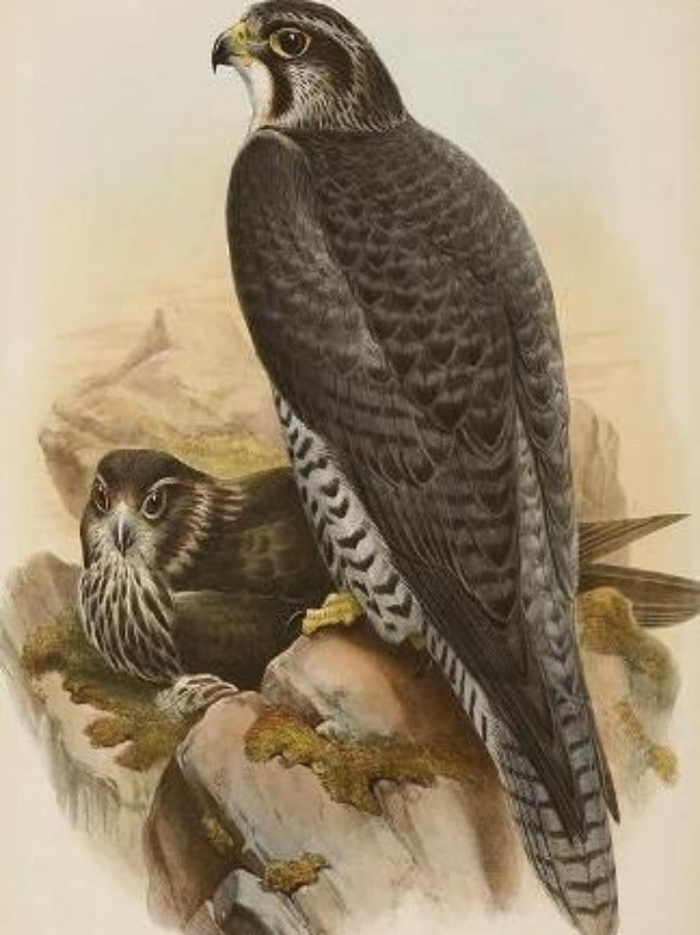Falcon | Diamond Painting