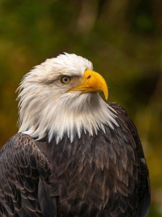 Eagle | Diamond Painting