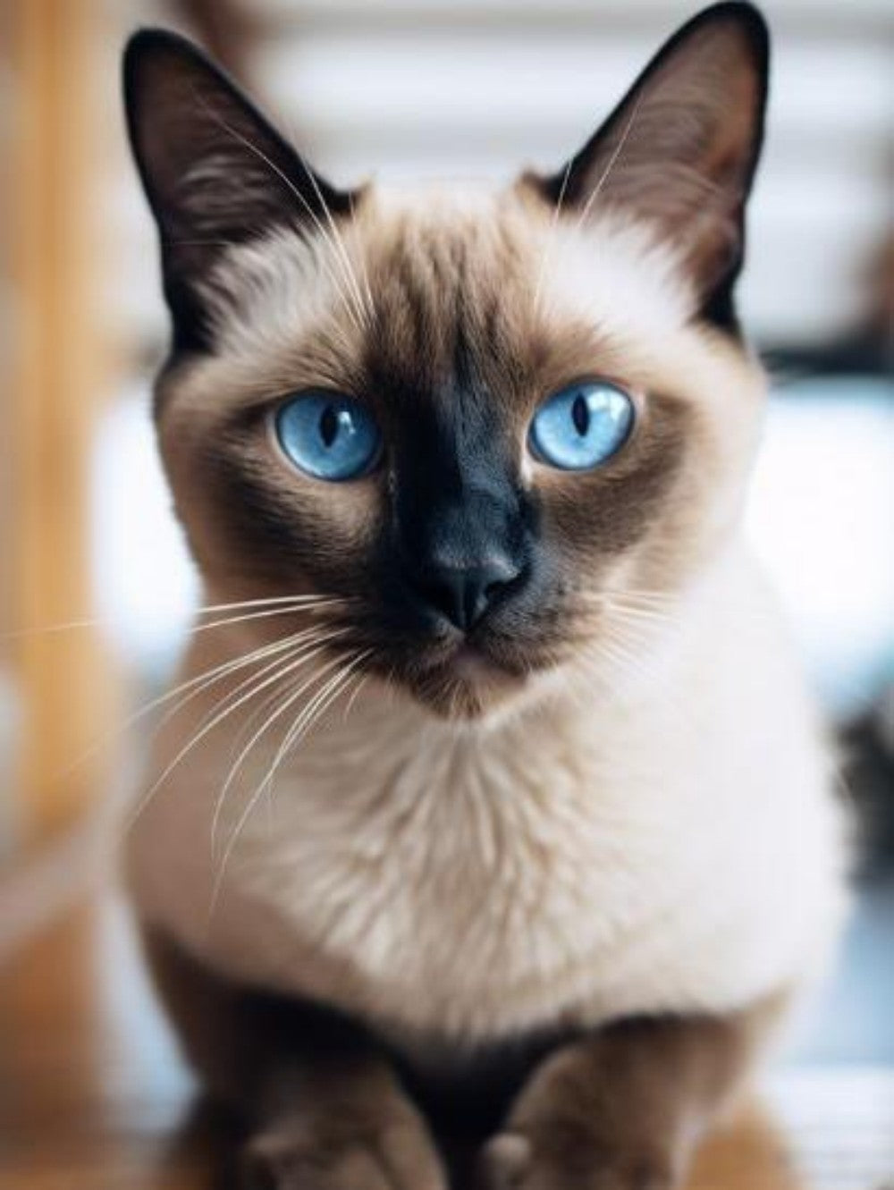 Siamese Cat | Diamond Painting