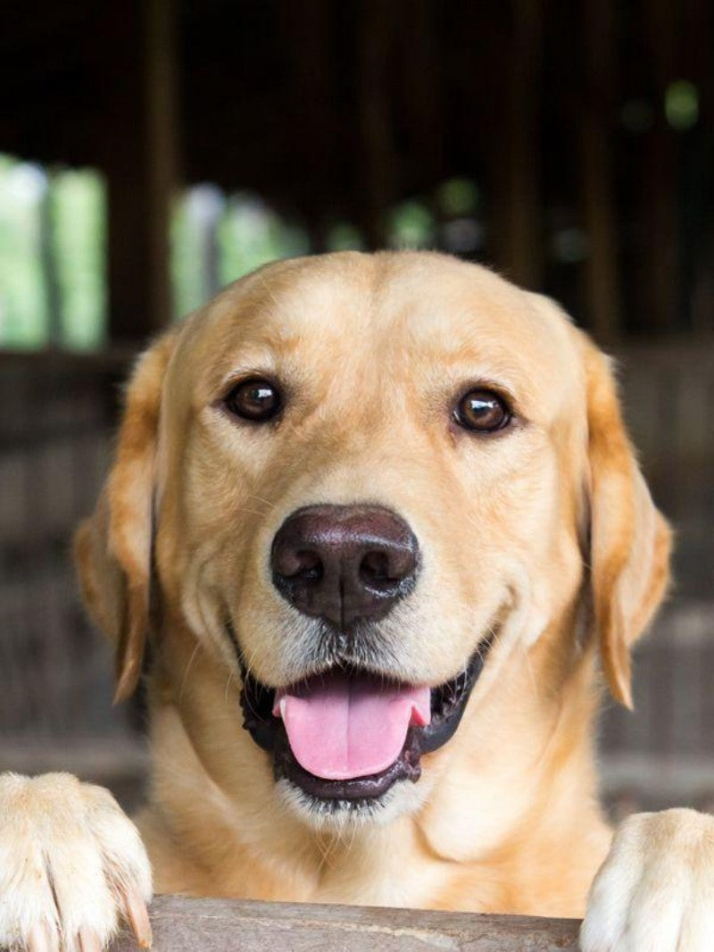 Yellow Labrador Dog | Diamond Painting