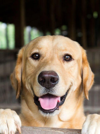 Yellow Labrador Dog | Diamond Painting