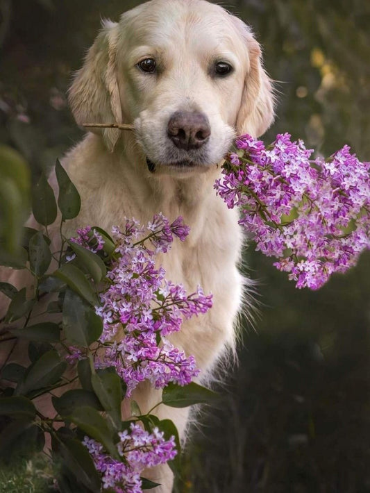 Cottage Garden Dog | Diamond Painting