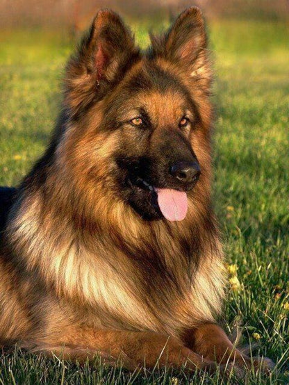 Dog German Shepherd | Diamond Painting
