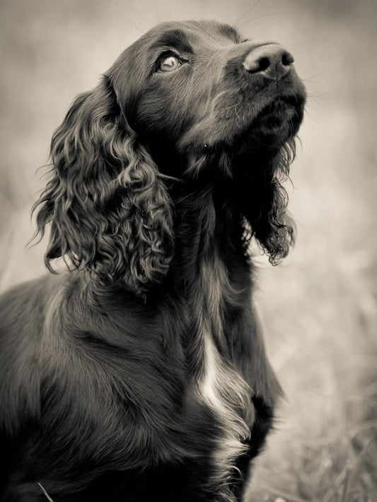 English Springer Spaniel Dog | Diamond Painting