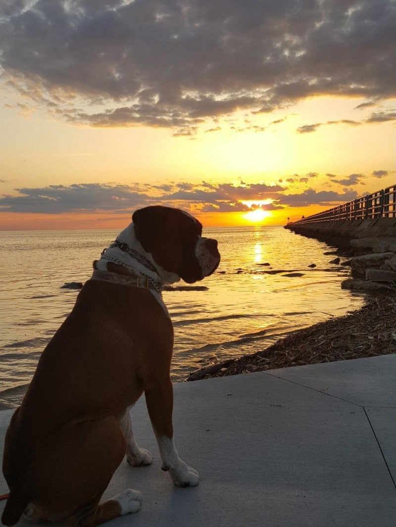 Boxer Dog | Diamond Painting