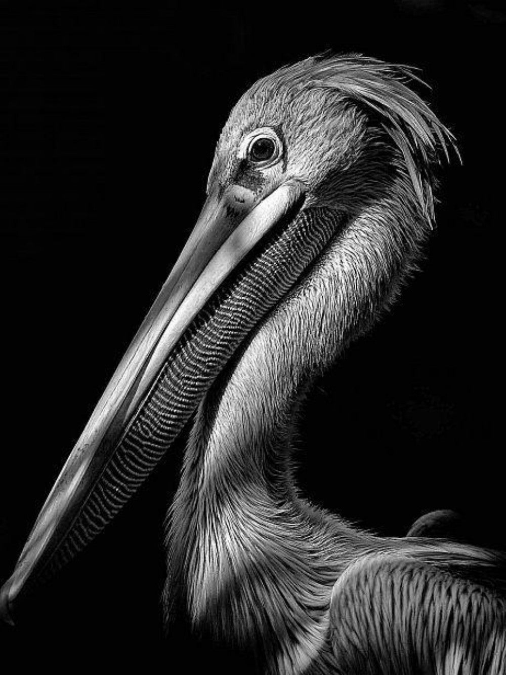 Pelican | Diamond Painting