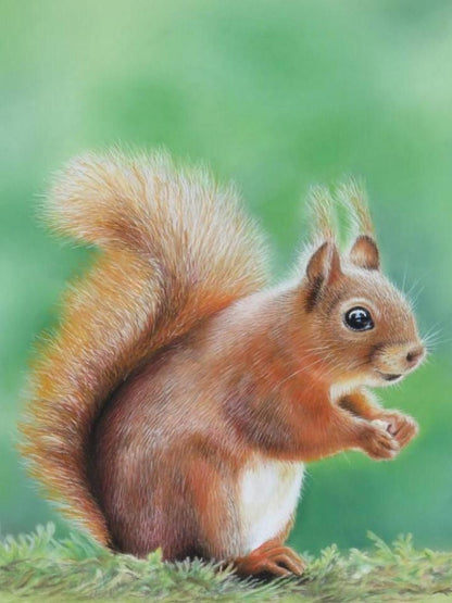 Squirrel | Diamond Painting