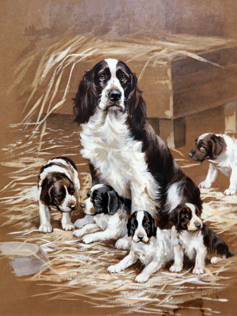 English Springer Spaniel Dog | Diamond Painting