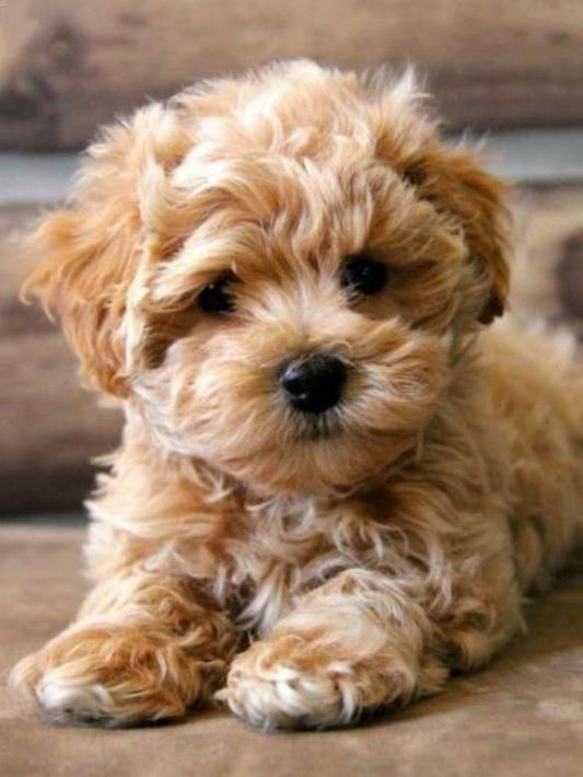 Poodle Dog | Diamond Painting
