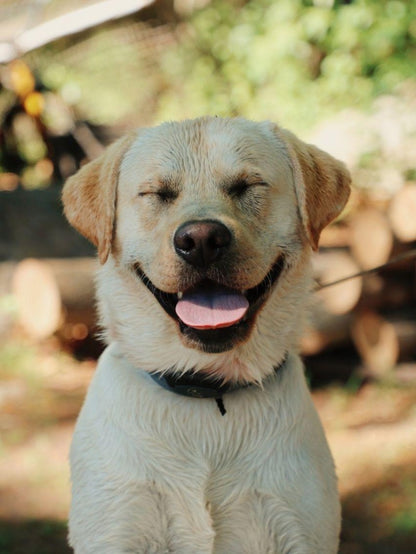 Yellow Labrador Dog | Diamond Painting