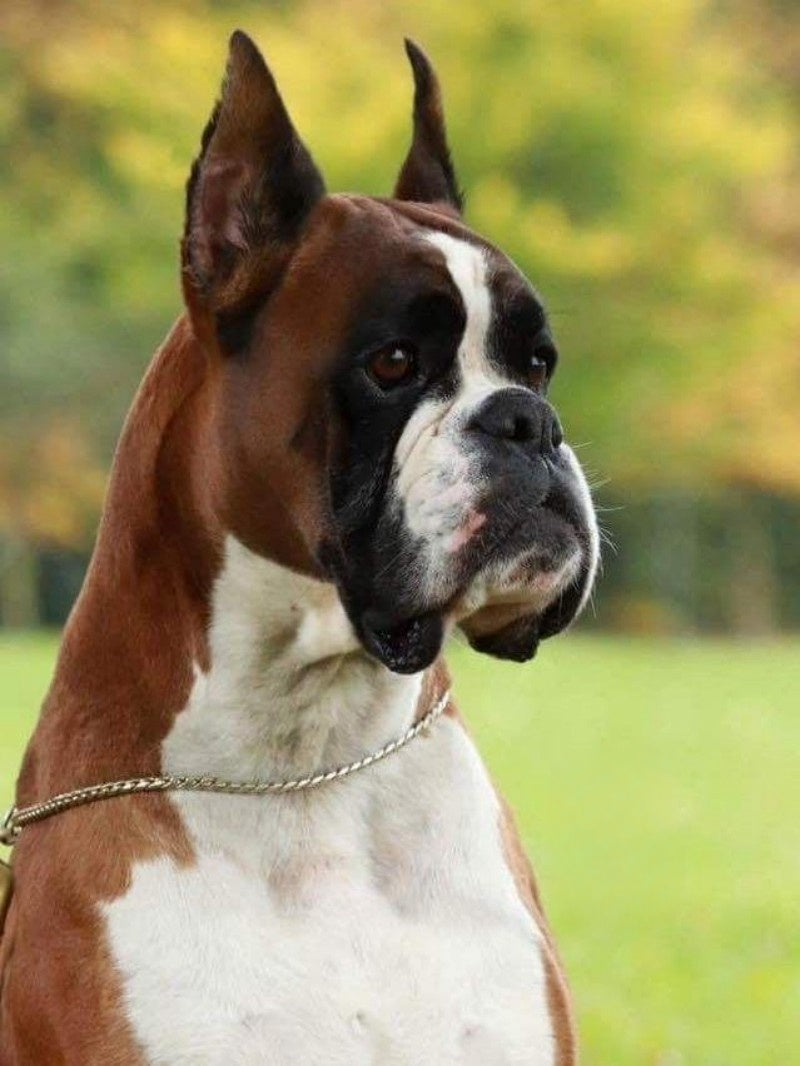 Boxer Dog | Diamond Painting