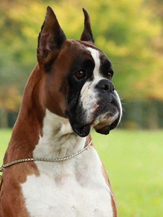 Boxer Dog | Diamond Painting
